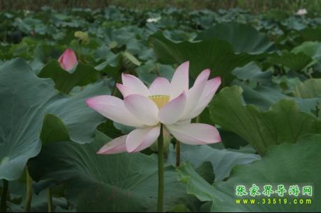团湖荷花公园
