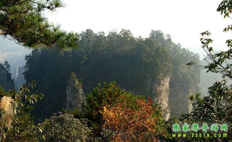 张家界黑枞垴
