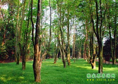 Dongtai Mountain National Forest Park