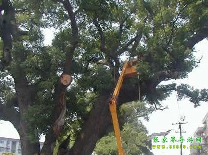 古樟公园