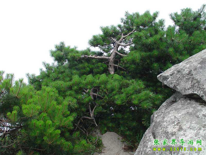 Mufu Mountain Forest Park
