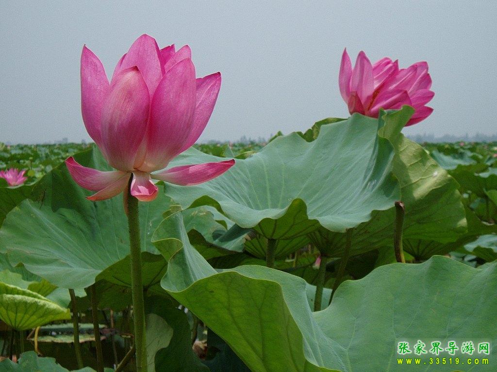 团湖荷花公园