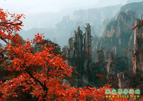 天子山秋红
