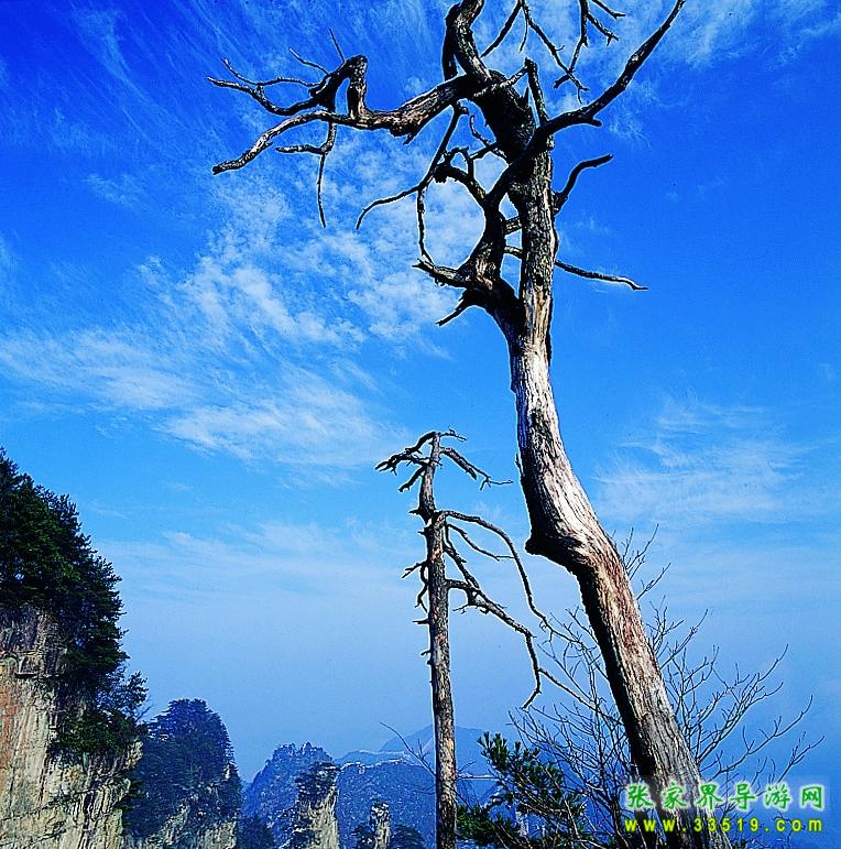 天子山老树