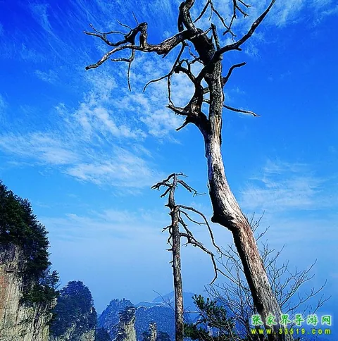 天子山老树