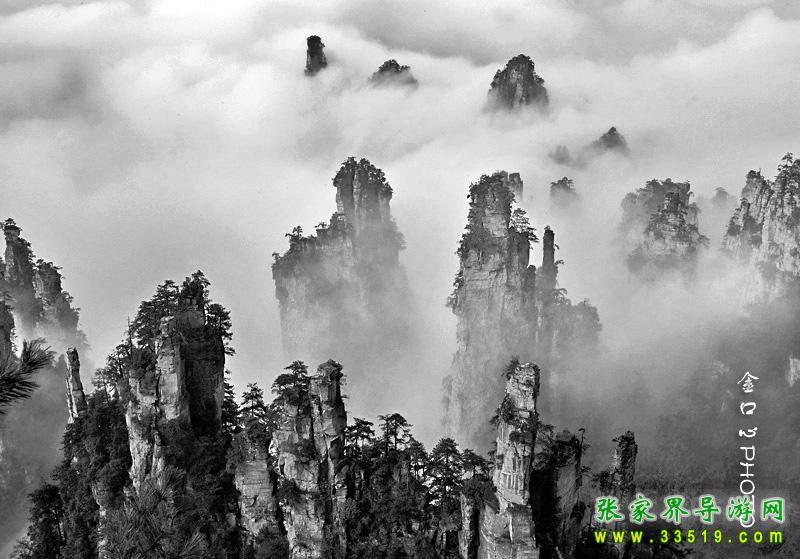 天子山黑白风光