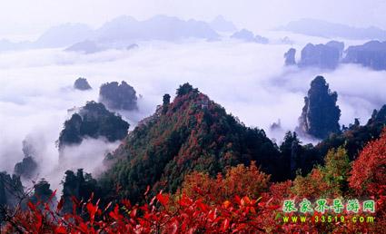 天子山雾秋