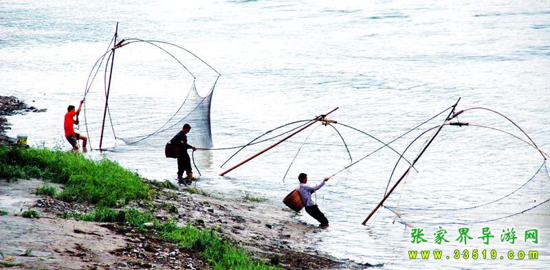 张家界澧水河渔民