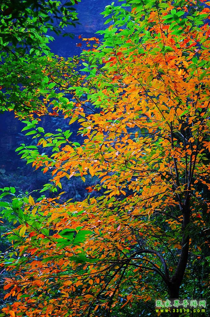 鹞子寨风光