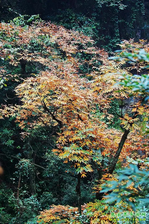 鹞子寨风光