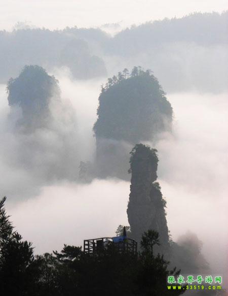 黄石寨杉林幽径