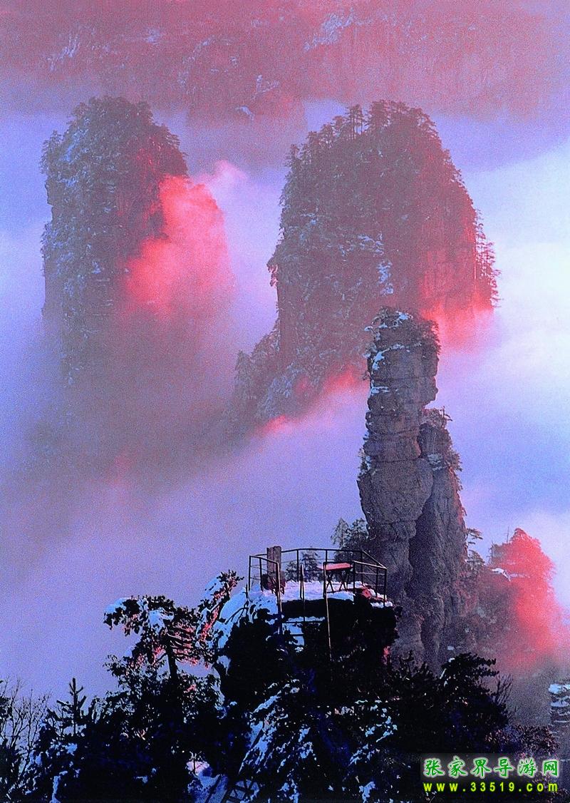 黄石寨杉林幽径