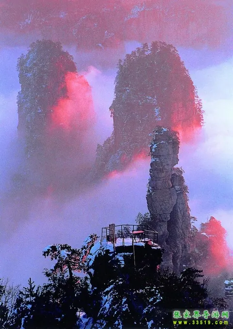 黄石寨杉林幽径