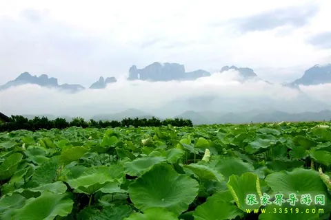 荷花无际
