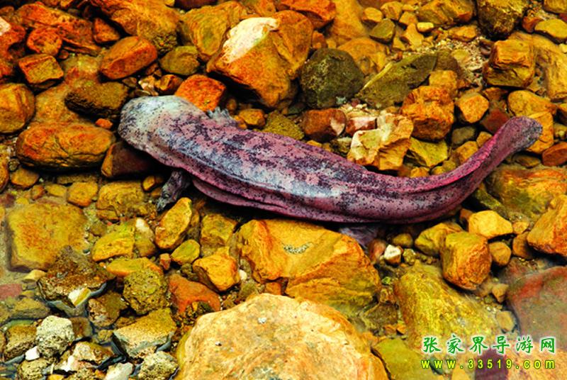科技馆里的大鲵