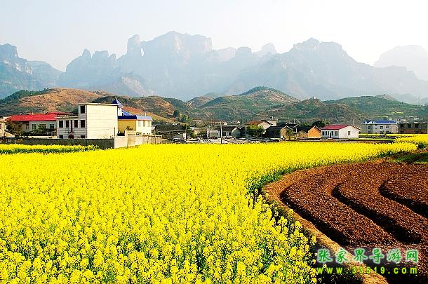 天门山下的油菜花