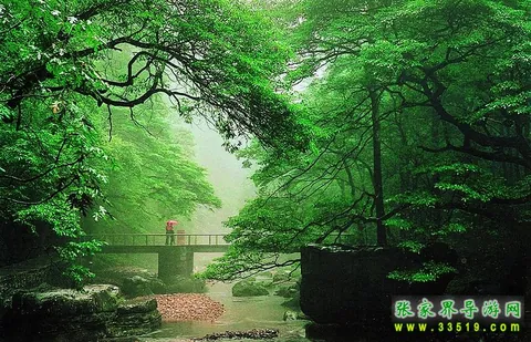 Bridge and Stream in Golden Whip Stream