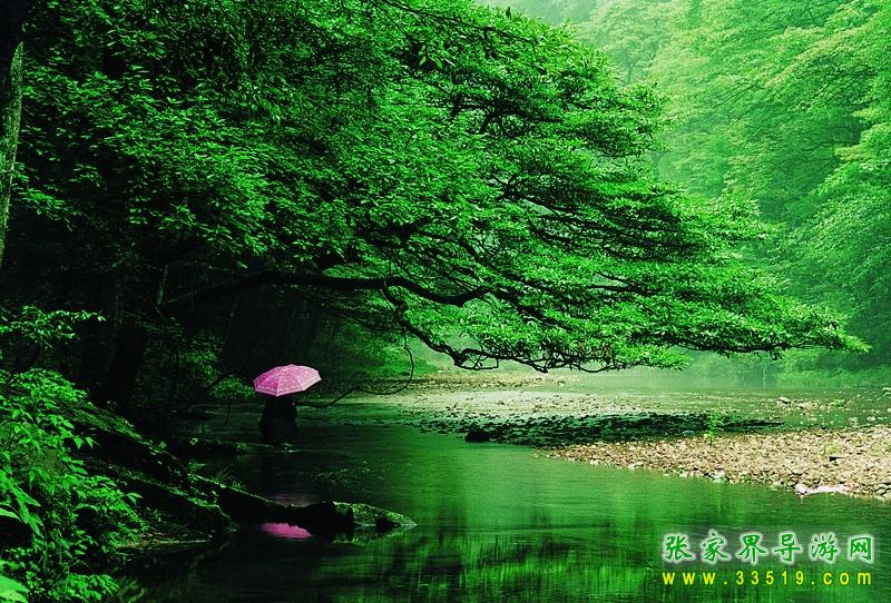 金鞭溪流水人家