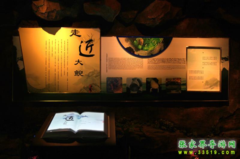走近大鲵