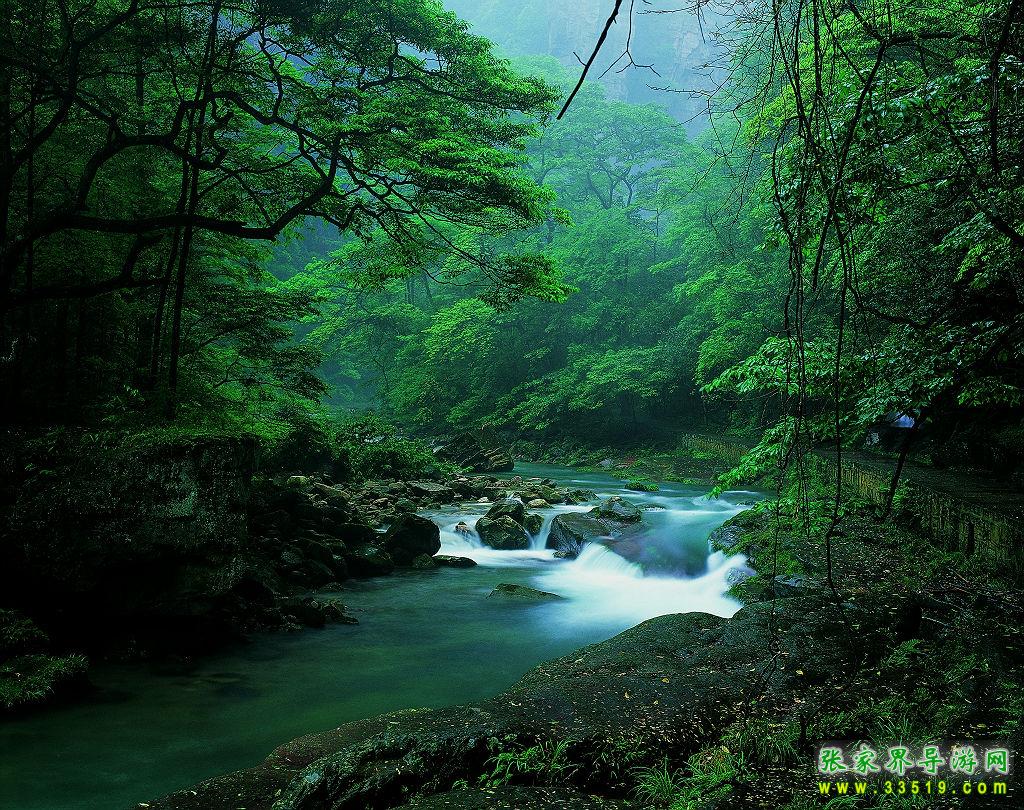 金鞭溪风景