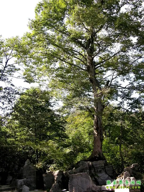 A Strange Bond of Wood and Stone