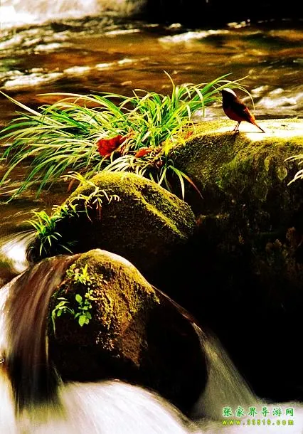 Golden Whip Stream Scenery