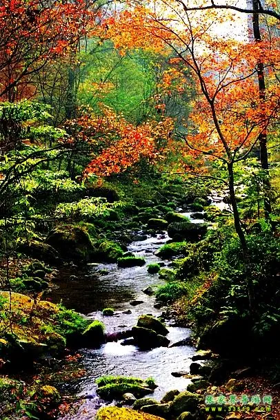 Golden Whip Stream Scenery